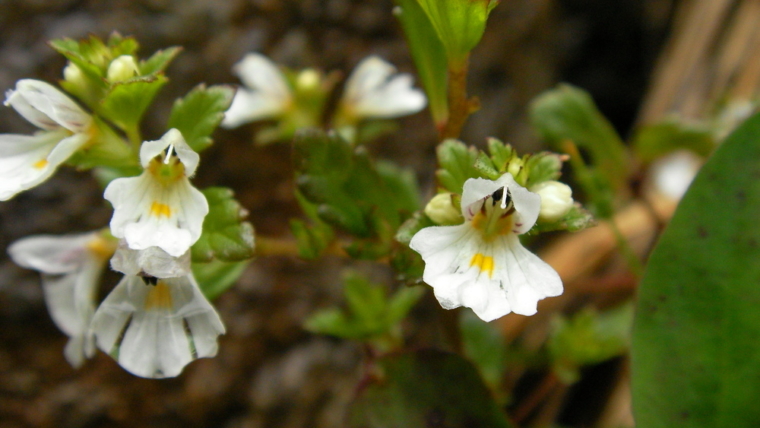 Centro Eufrasia o Centro Euphrasia?